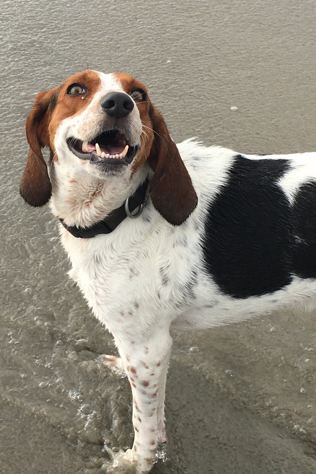 Happy family with dog