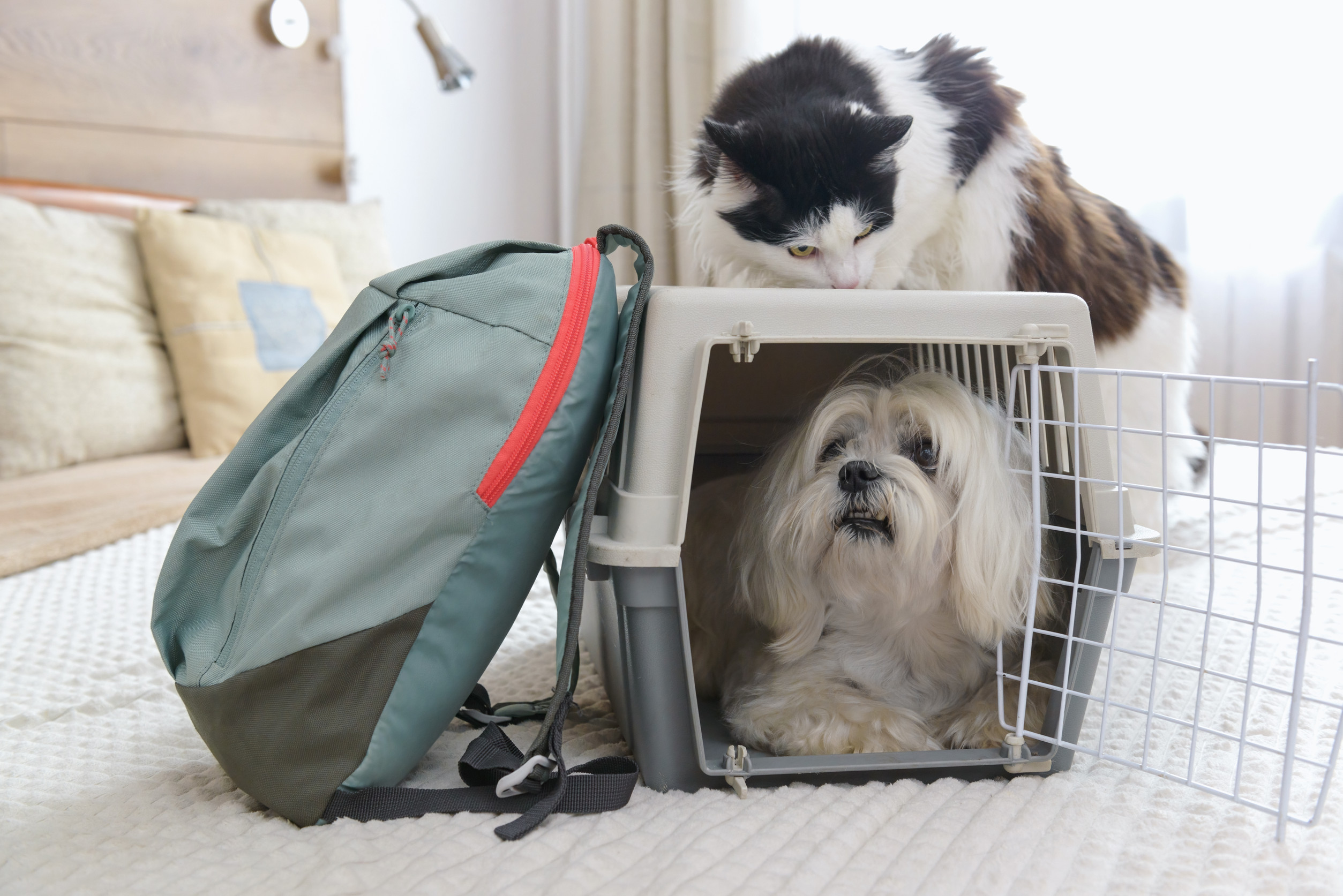 Person with adopted dog